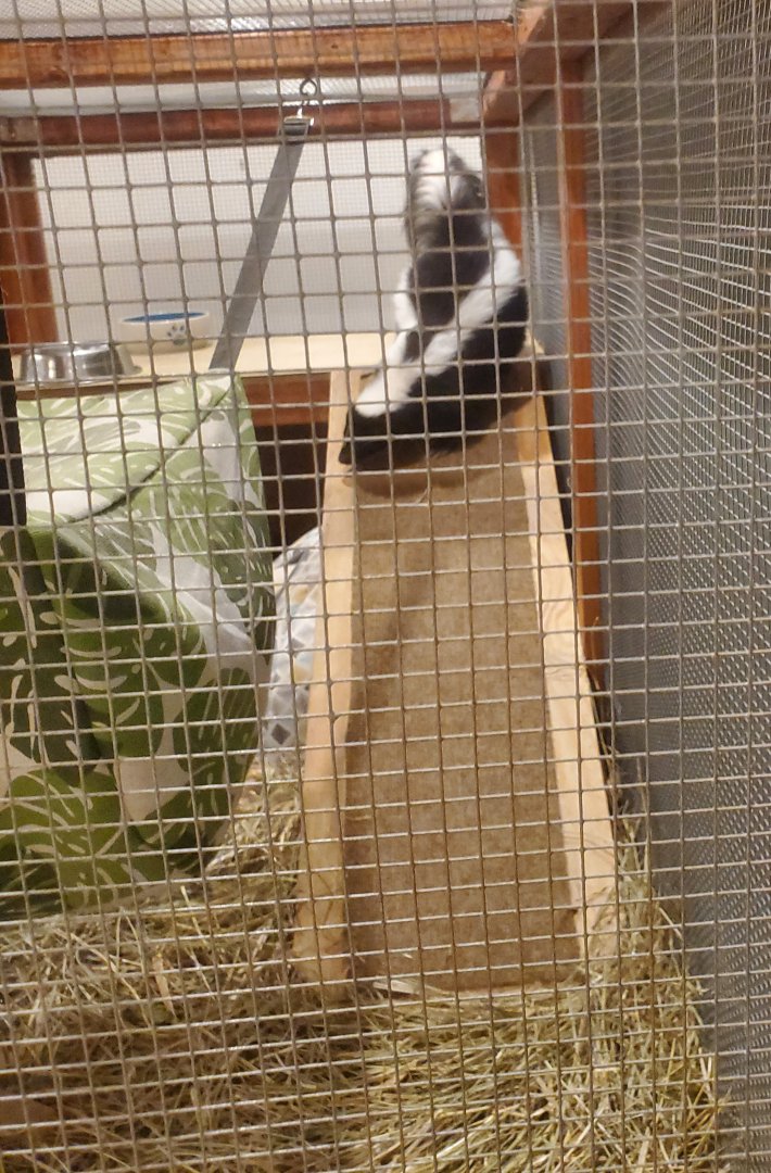 Briar Bush Nature Center (2022) - Striped Skunk