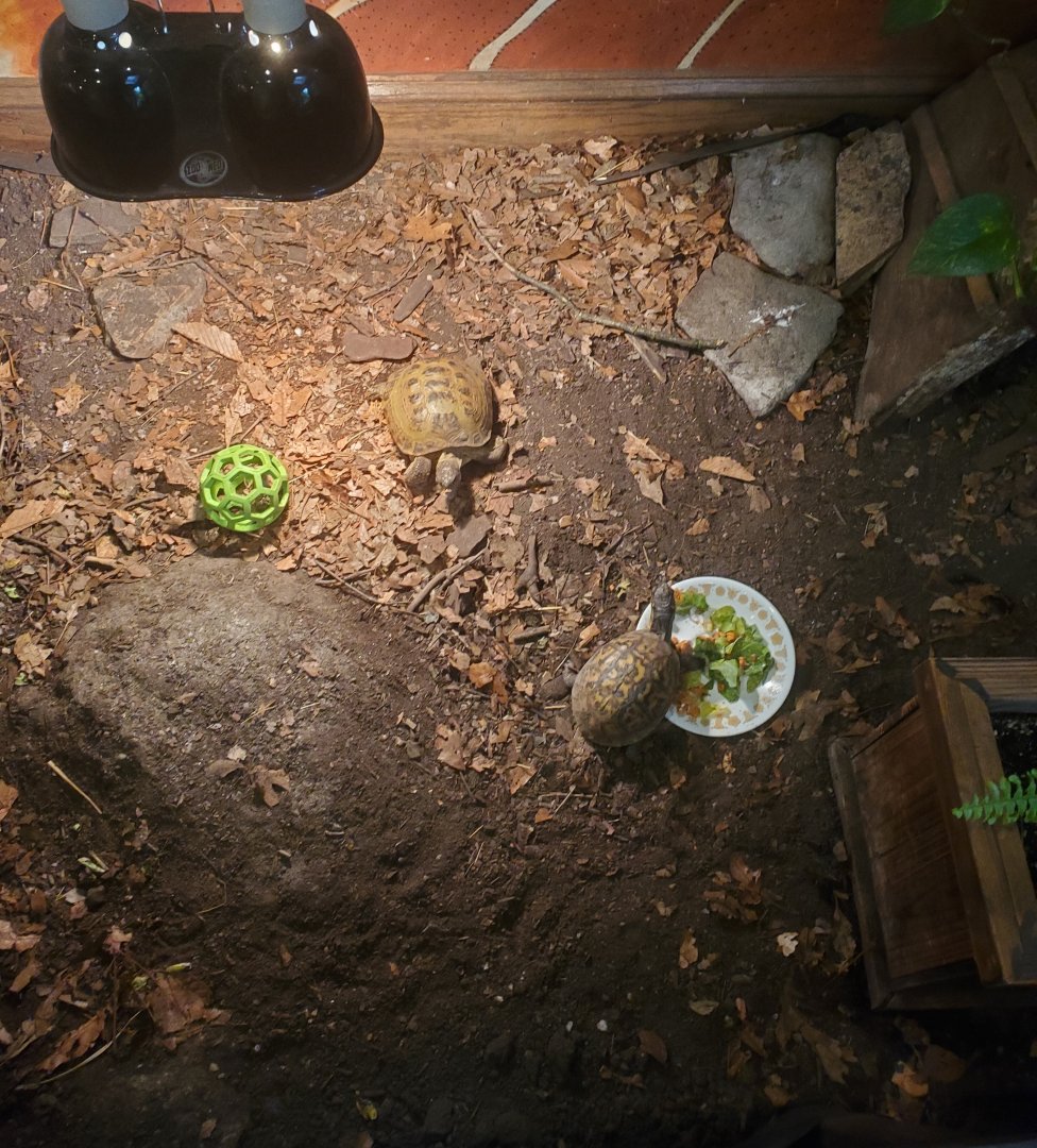 Briar Bush Nature Center (2022) - Turtles and Tortoises