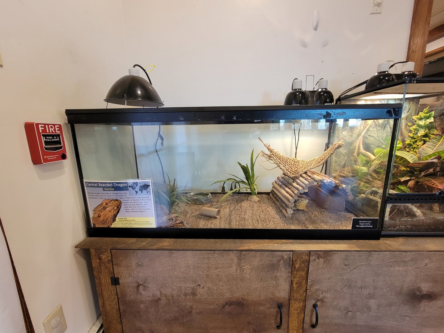 Briar Bush NC - Central bearded dragon