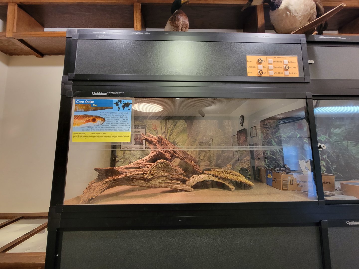 Briar Bush NC - Corn snake