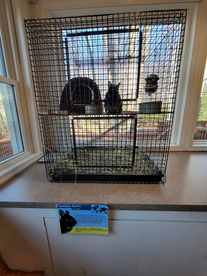 Briar Bush NC - Domestic rabbit