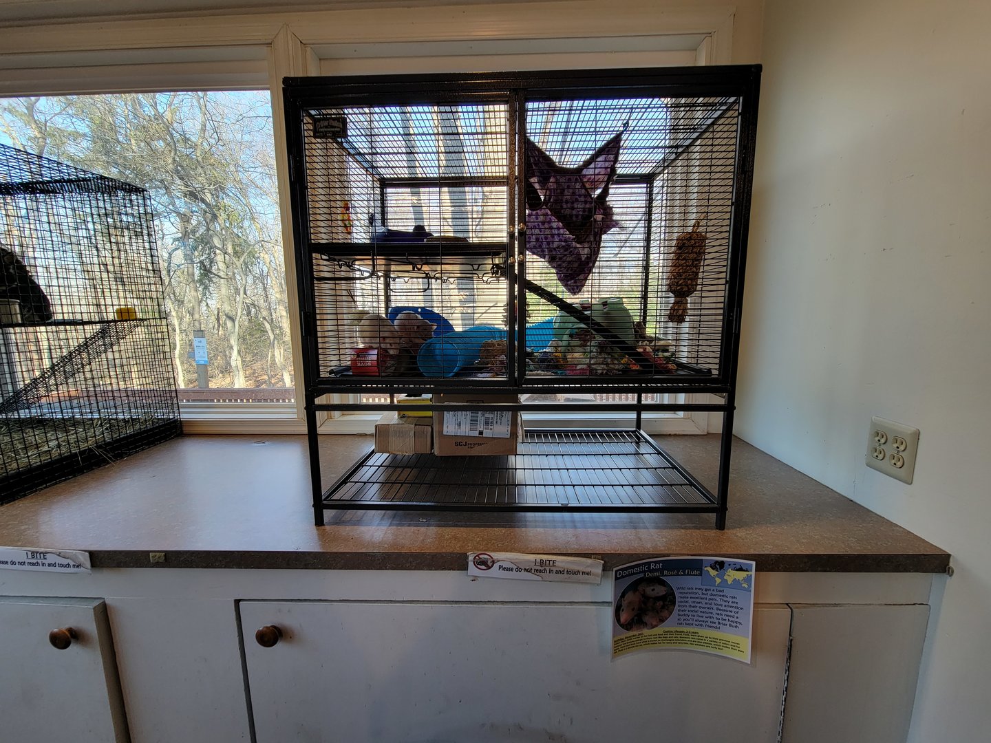 Briar Bush NC - Domestic rats