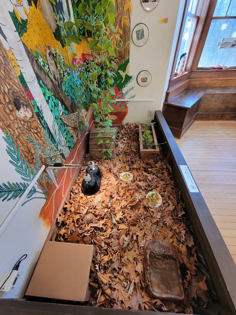 Briar Bush NC - Eastern box turtle, three-toed box turtle, and Russian tortoise