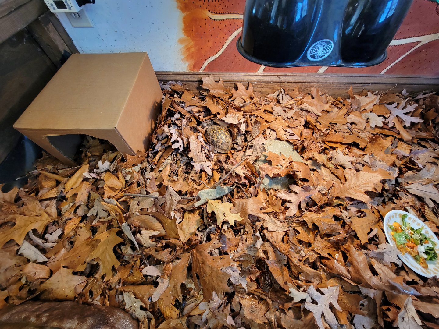 Briar Bush NC - Eastern box turtle, three-toed box turtle, and Russian tortoise