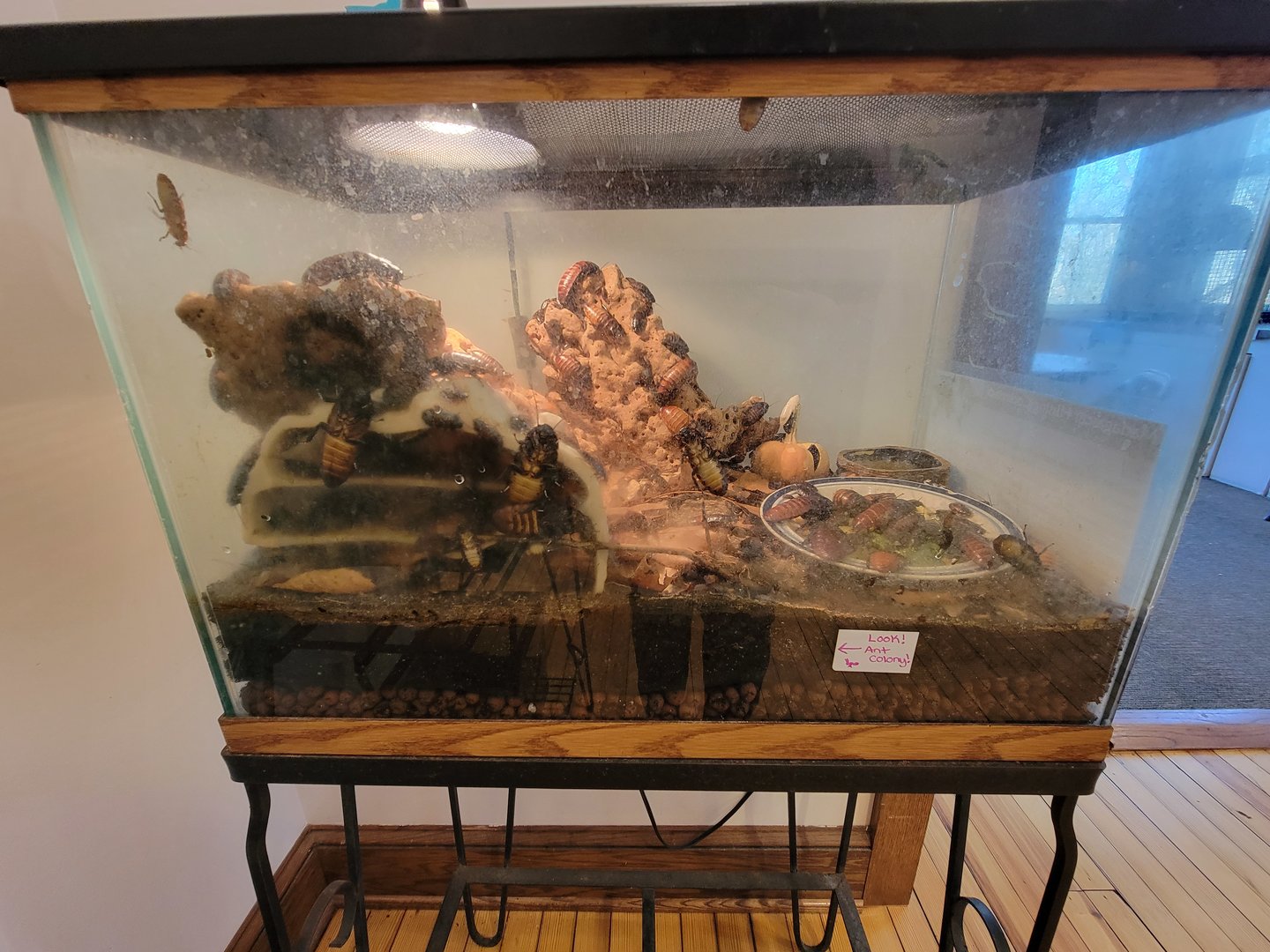 Briar Bush NC - Hissing cockroaches, ants