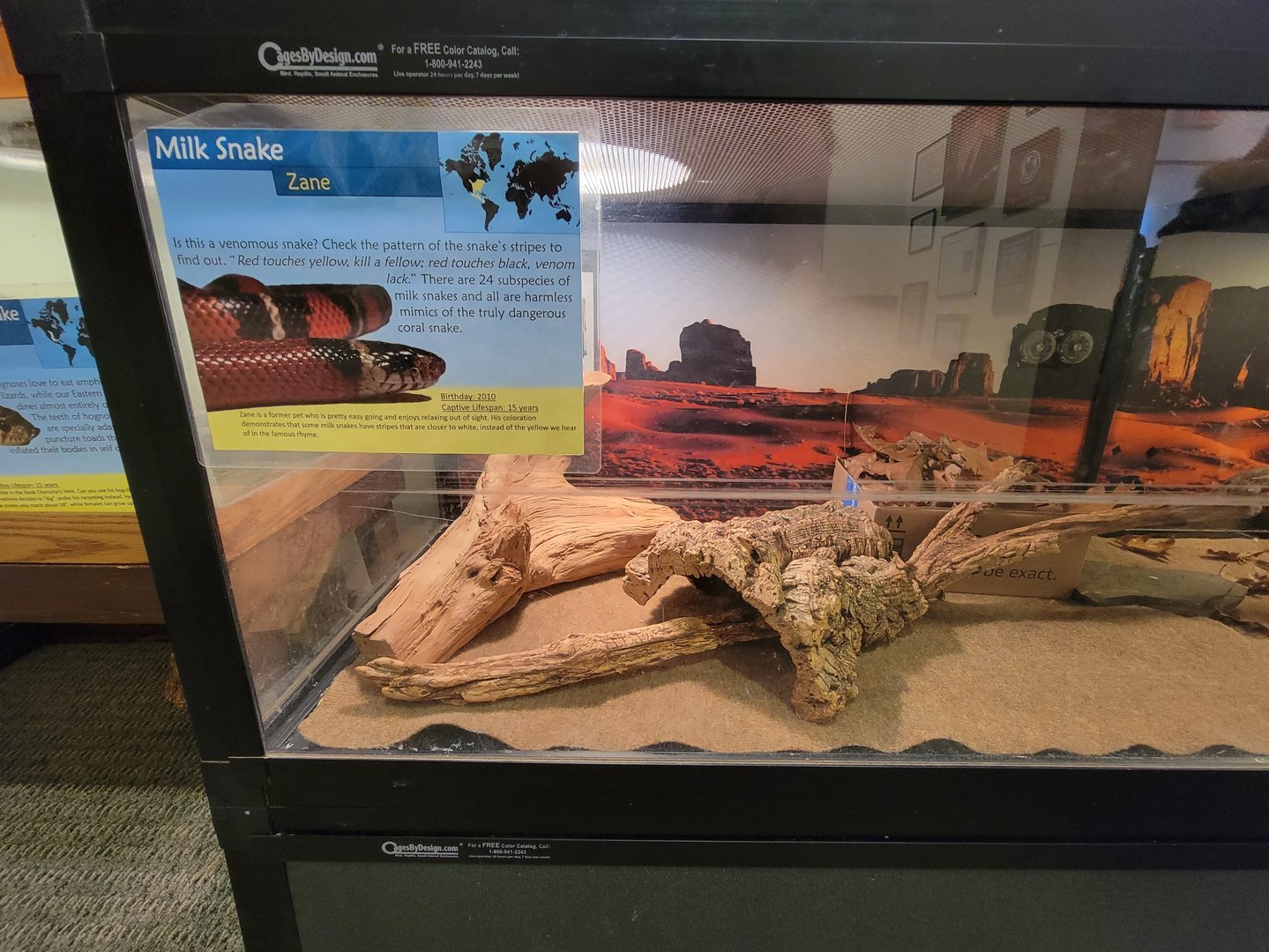 Briar Bush NC - Milk snake