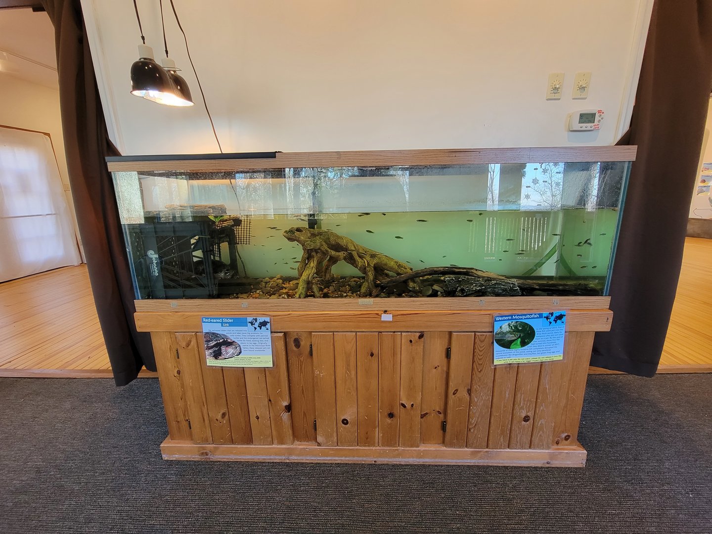 Briar Bush NC - Red-eared slider, western mosquitofish