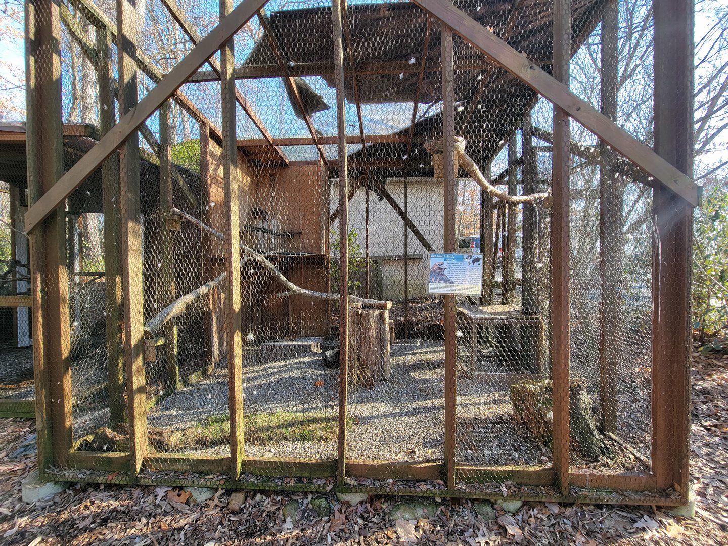 Briar Bush NC - Red-tailed Hawk "Hawkeye"