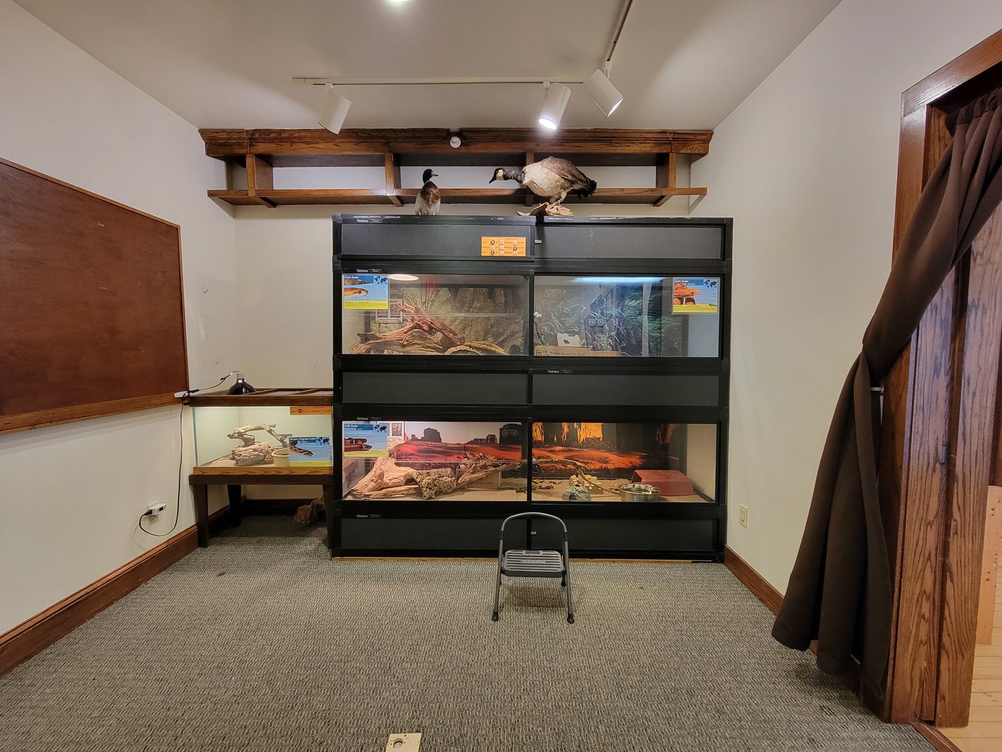 Briar Bush NC - Snakes