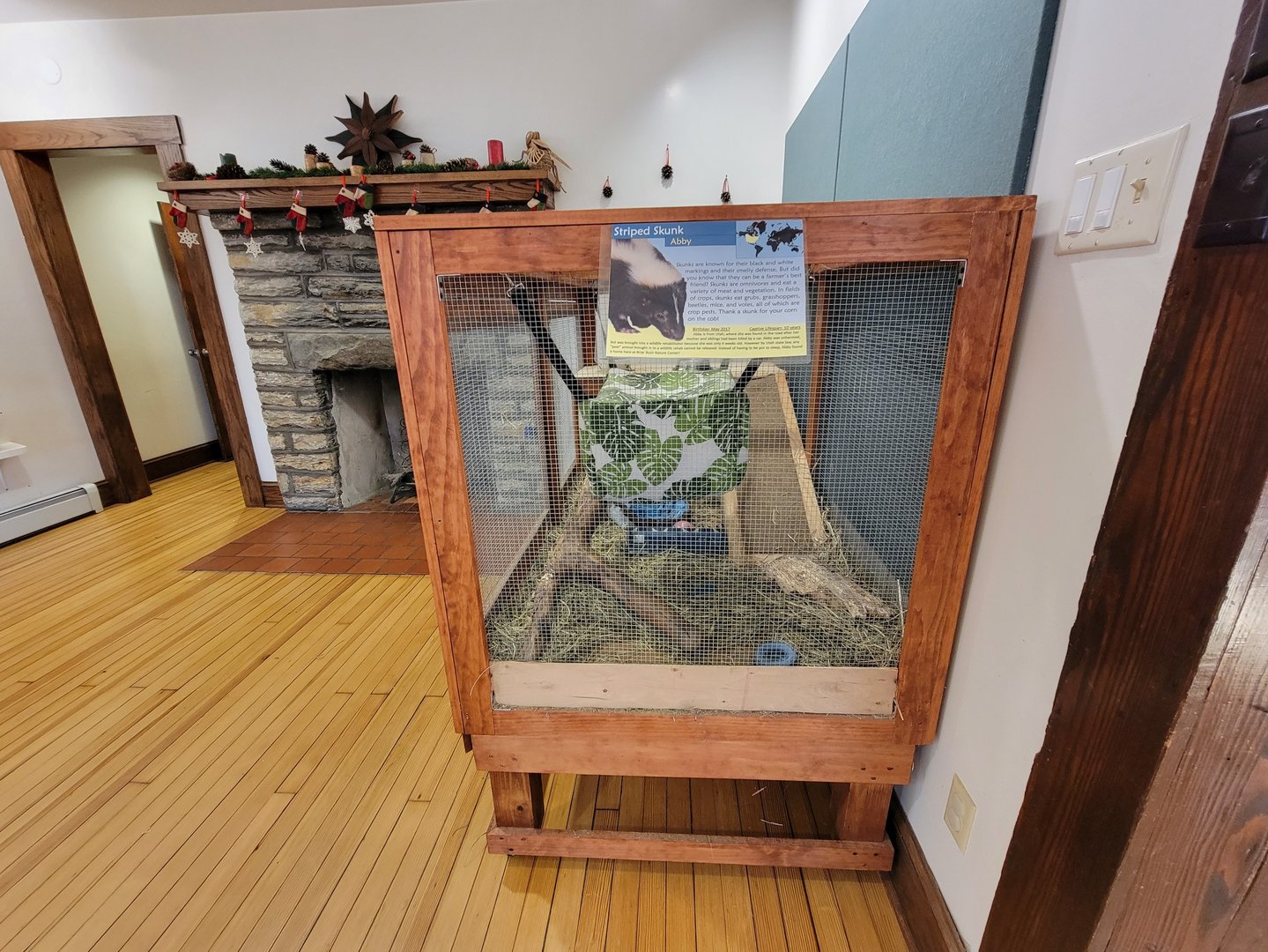 Briar Bush NC - Striped Skunk