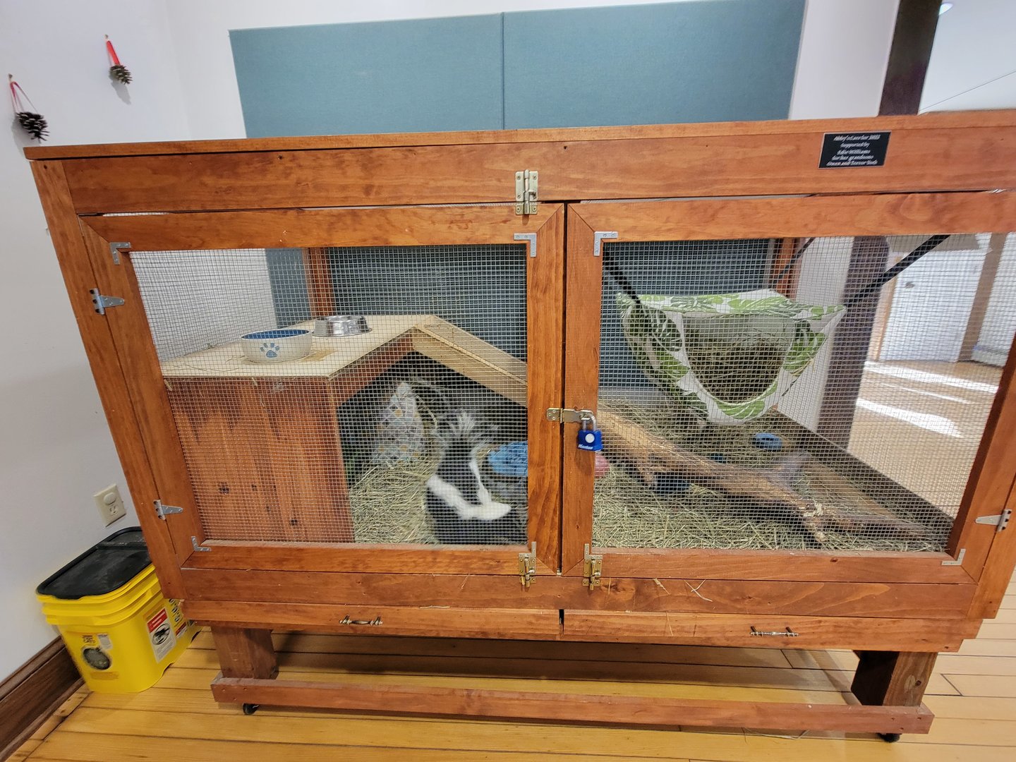 Briar Bush NC - Striped Skunk