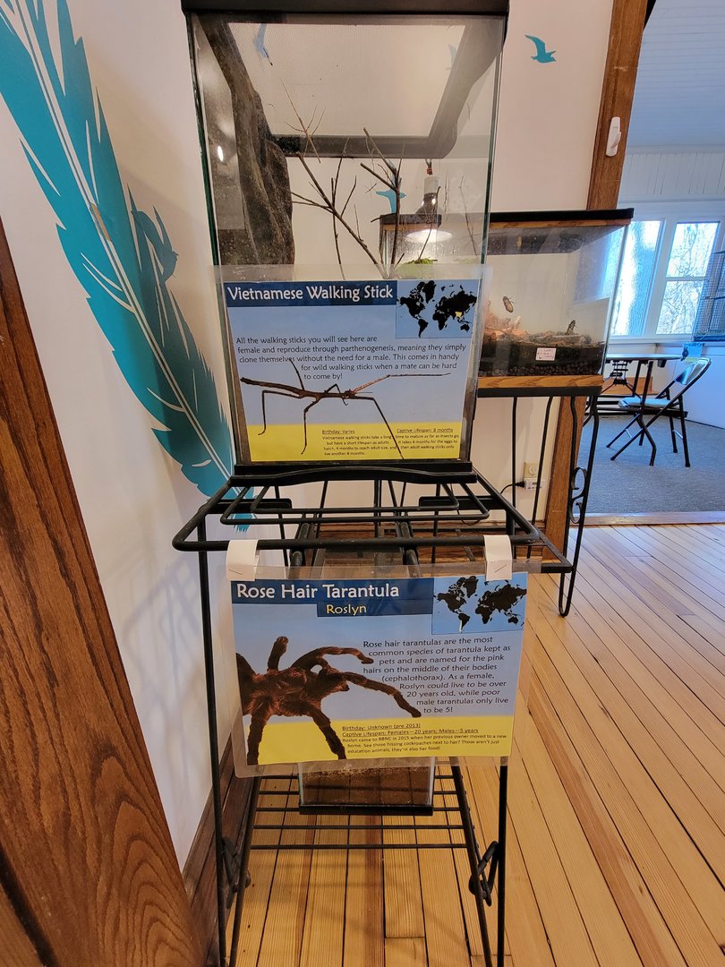 Briar Bush NC - Vietnamese walking stick, rosehair tarantula