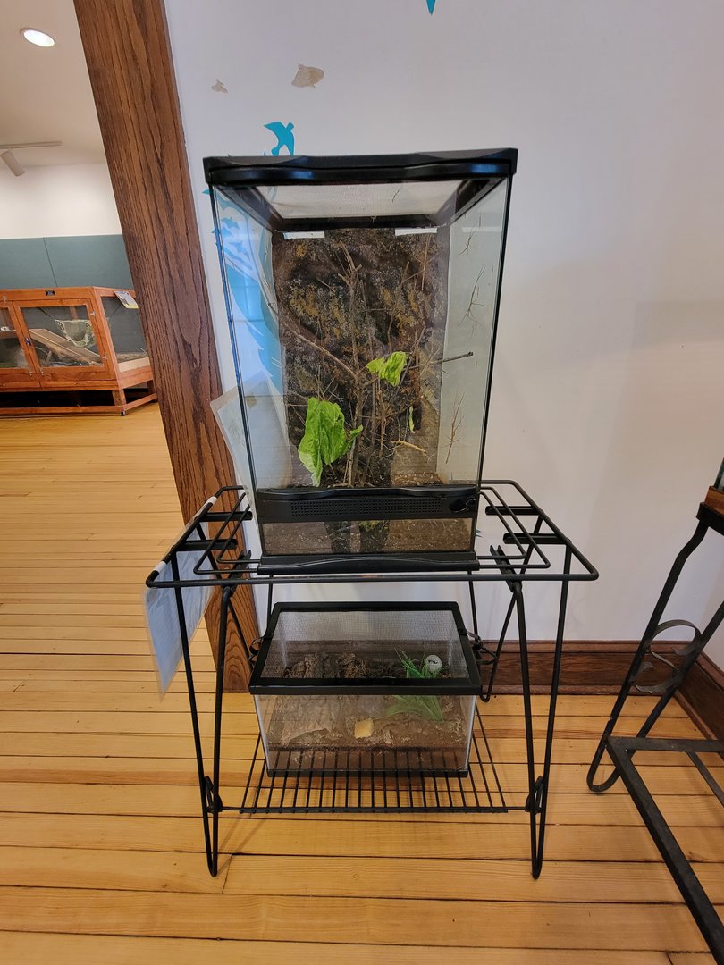 Briar Bush NC - Vietnamese walking stick, rosehair tarantula