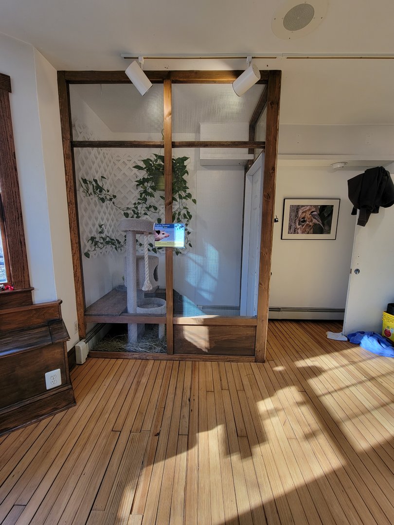 Briar Bush NC - Virginia opossum