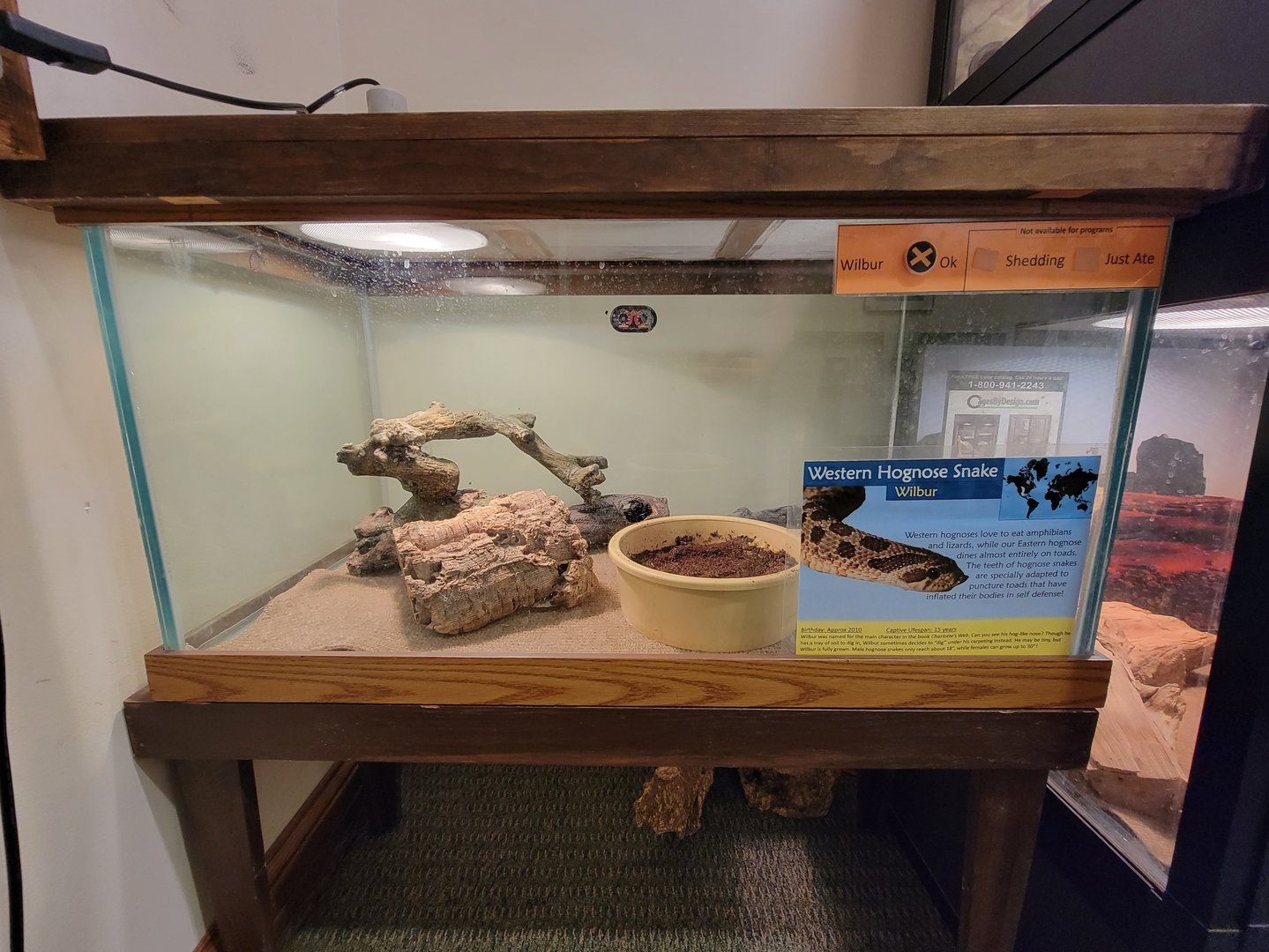 Briar Bush NC - Western hognose snake