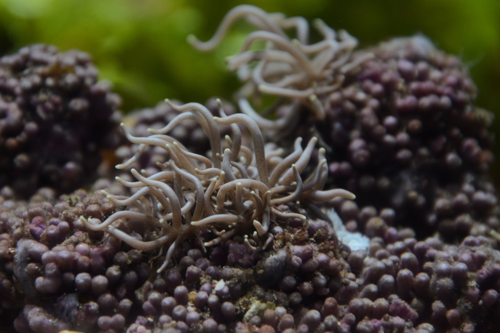 Briareum solar-powered nudibranch (Phyllodesmium briareum)