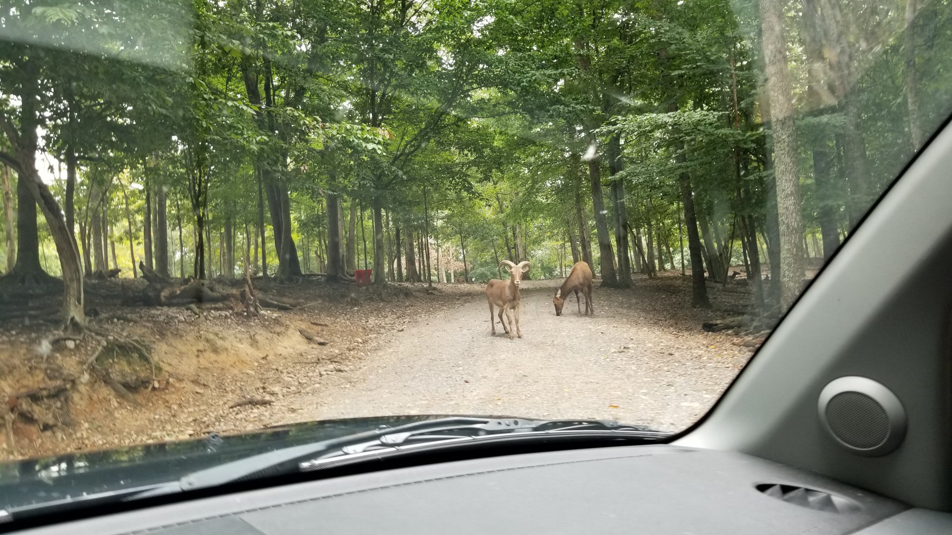 Briarwood Ranch SP - Aoudad and Elk in road