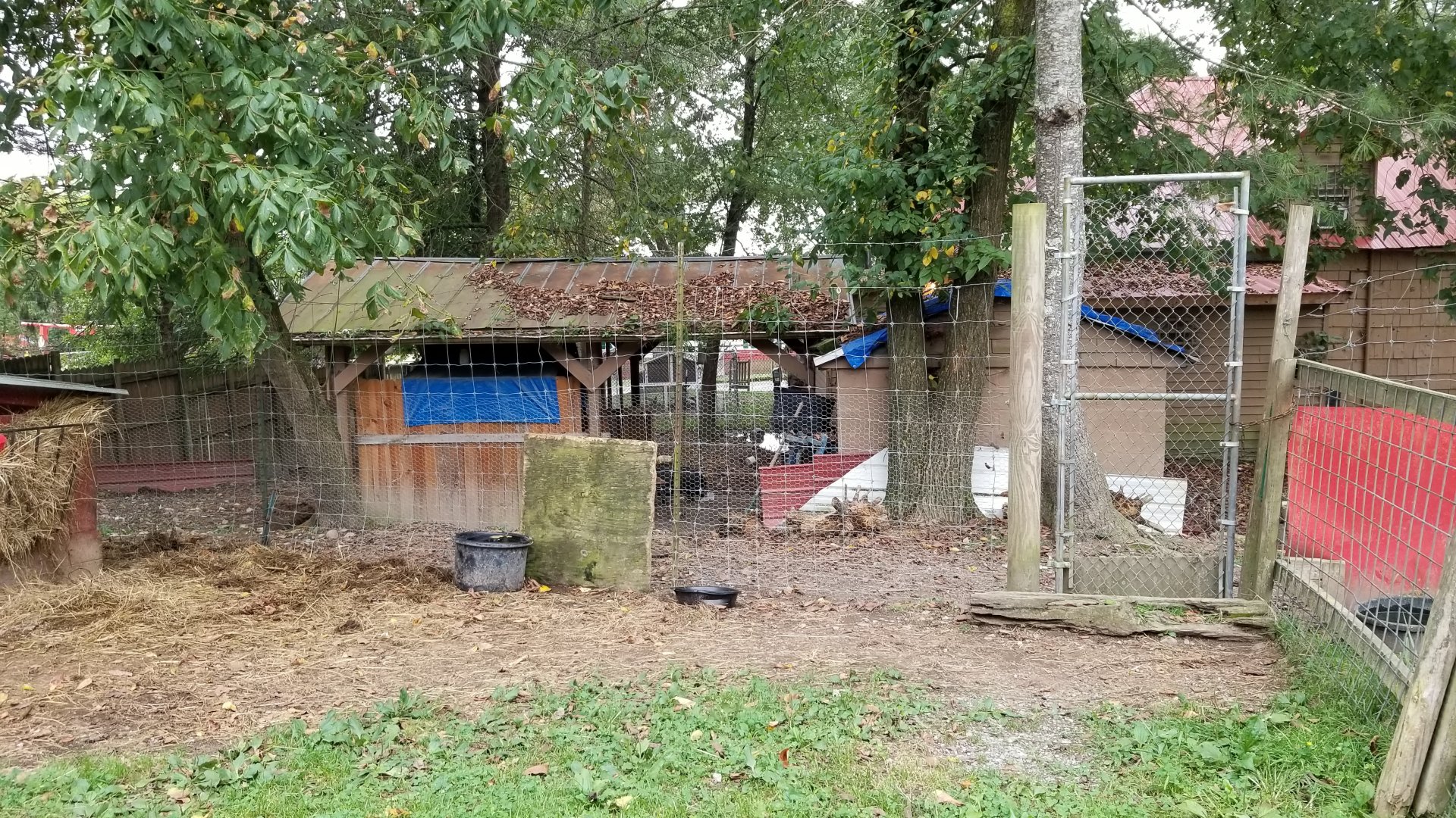 Briarwood Ranch SP - Baby camel/back yard with dogs, pigs