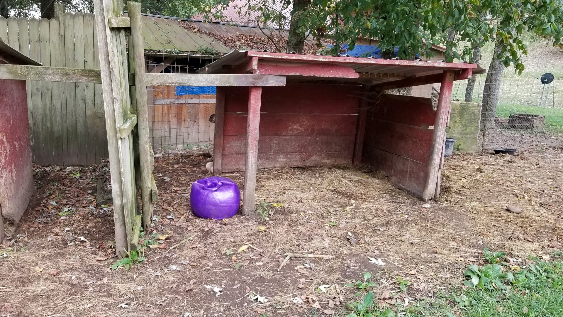 Briarwood Ranch SP - Baby camel