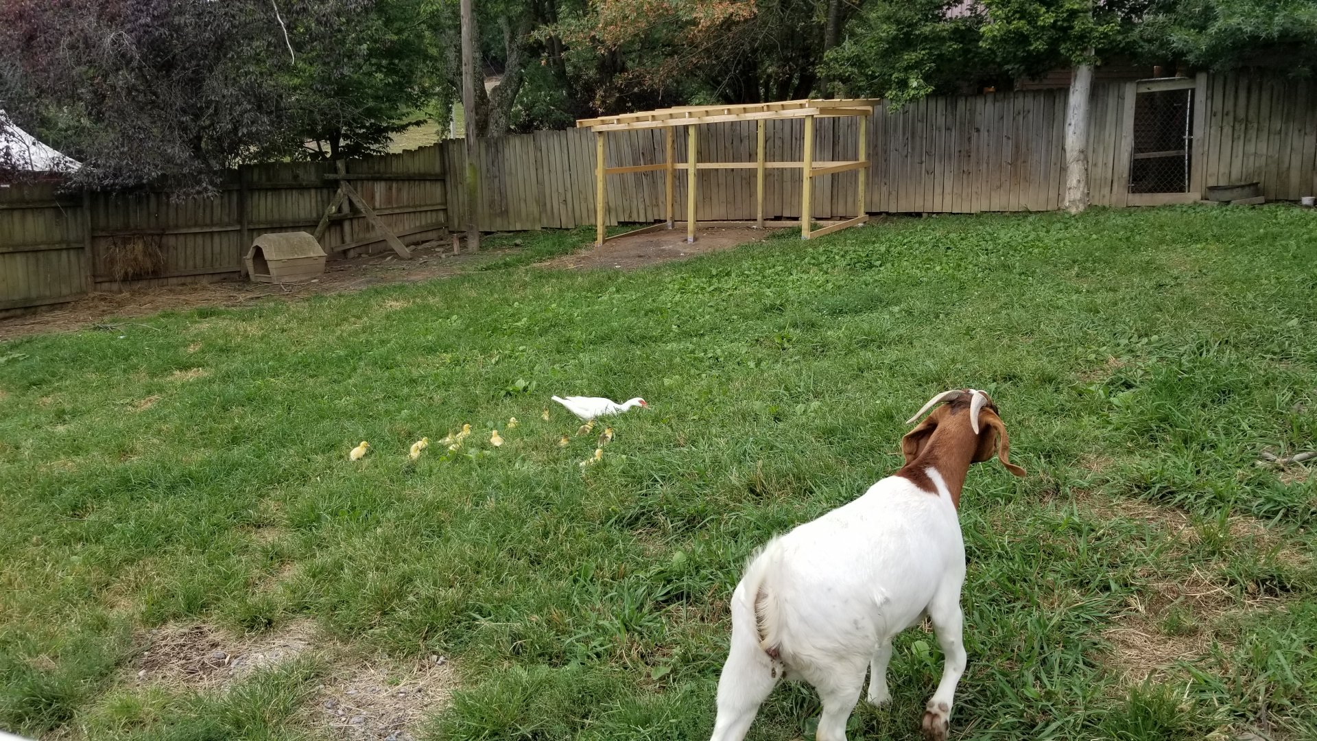 Briarwood Ranch SP - Baby Chicks, goat