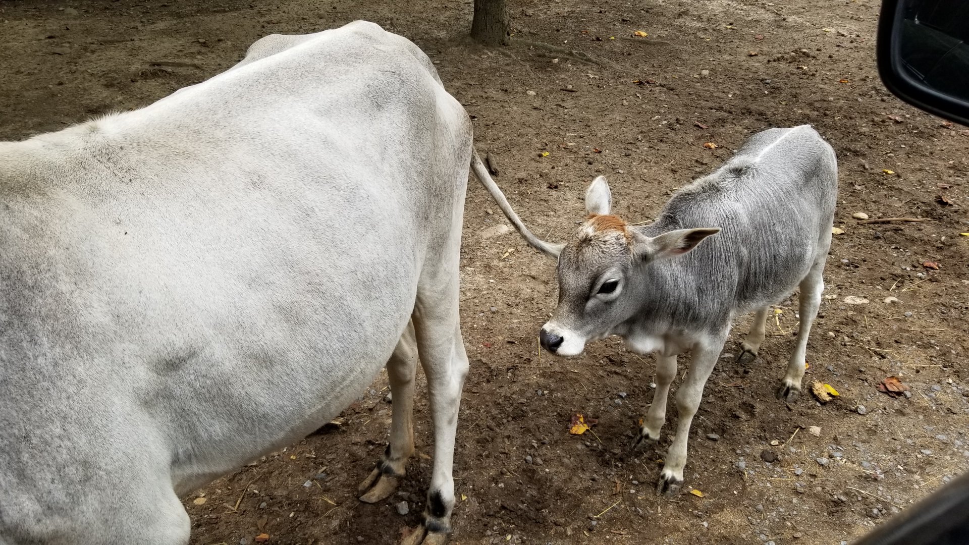 Briarwood Ranch SP - Baby zebu