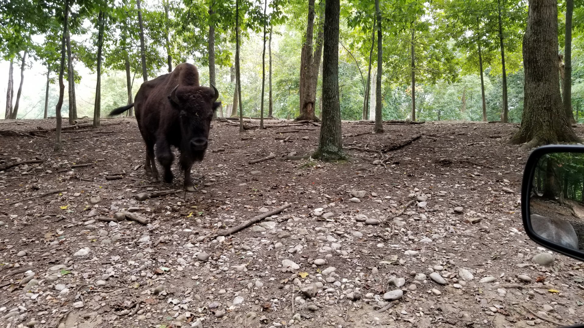 Briarwood Ranch SP - Bison coming through trees