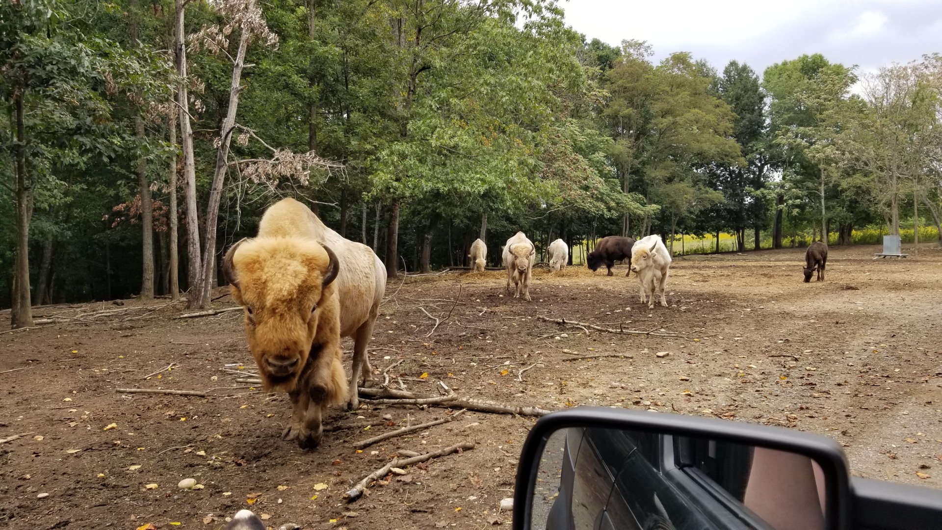 Briarwood Ranch SP - Bison herd