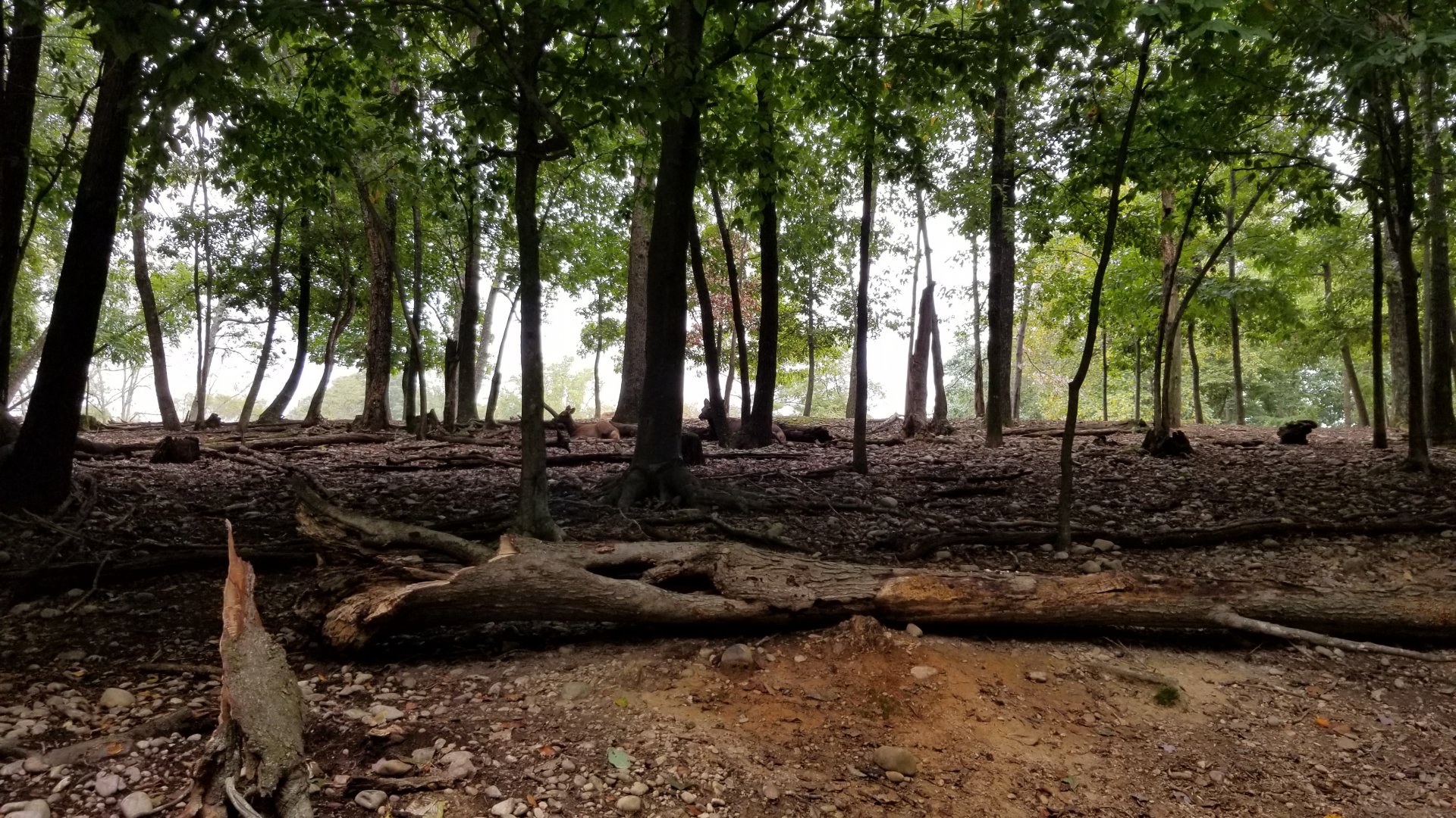 Briarwood Ranch SP - Deer and elk