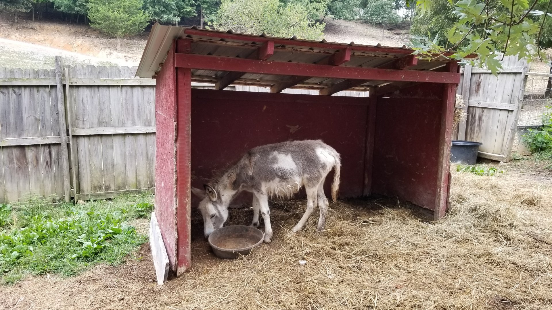 Briarwood Ranch SP - Donkey
