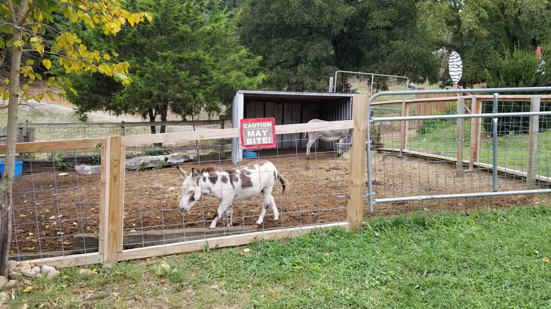 Briarwood Ranch SP - Donkeys
