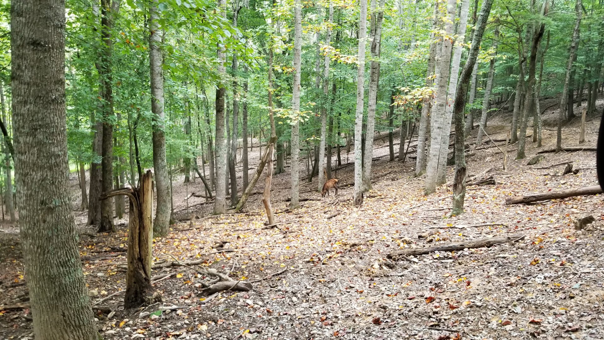 Briarwood Ranch SP - Elk