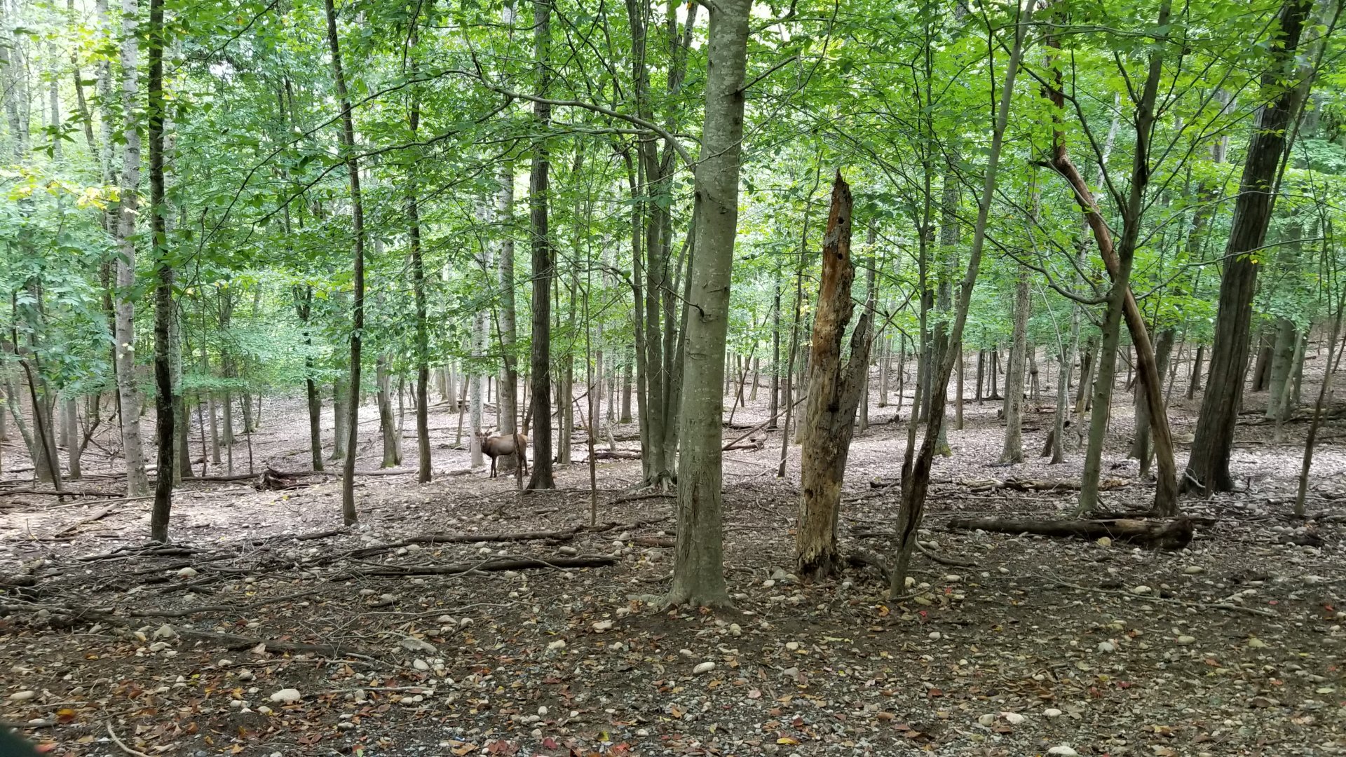 Briarwood Ranch SP - Elk