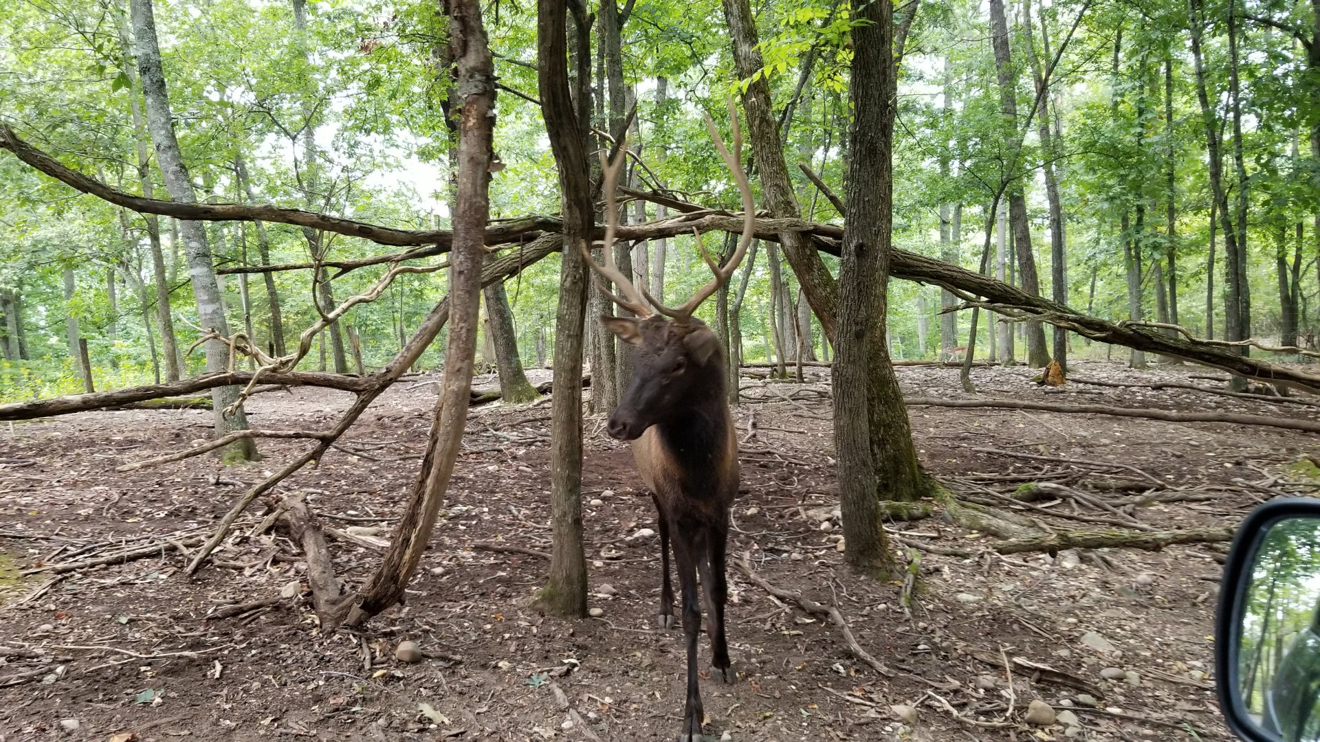 Briarwood Ranch SP - Elk
