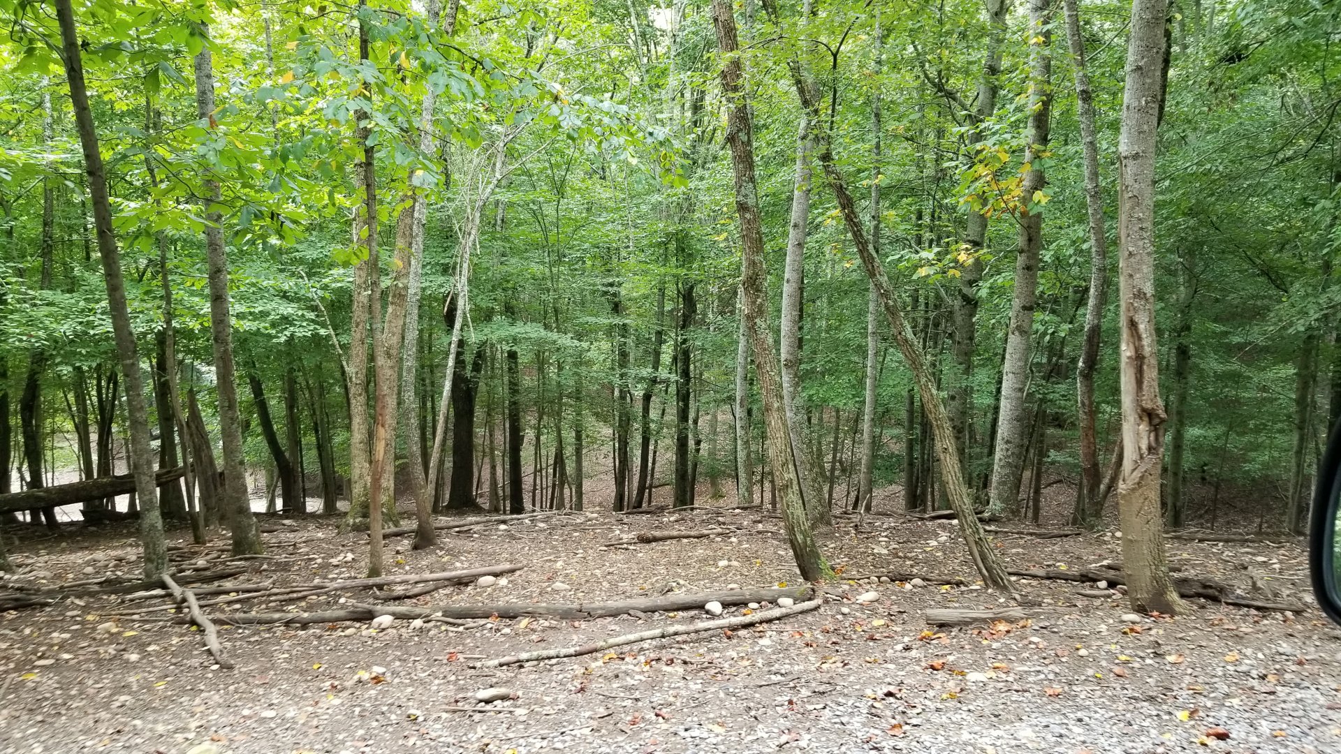 Briarwood Ranch SP - Example of wooded areas