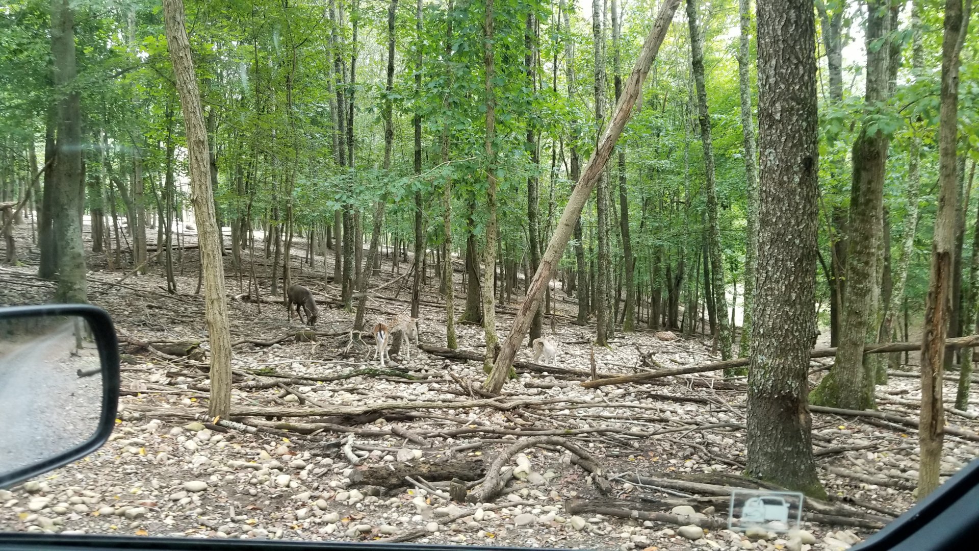 Briarwood Ranch SP - Fallow deer and elk
