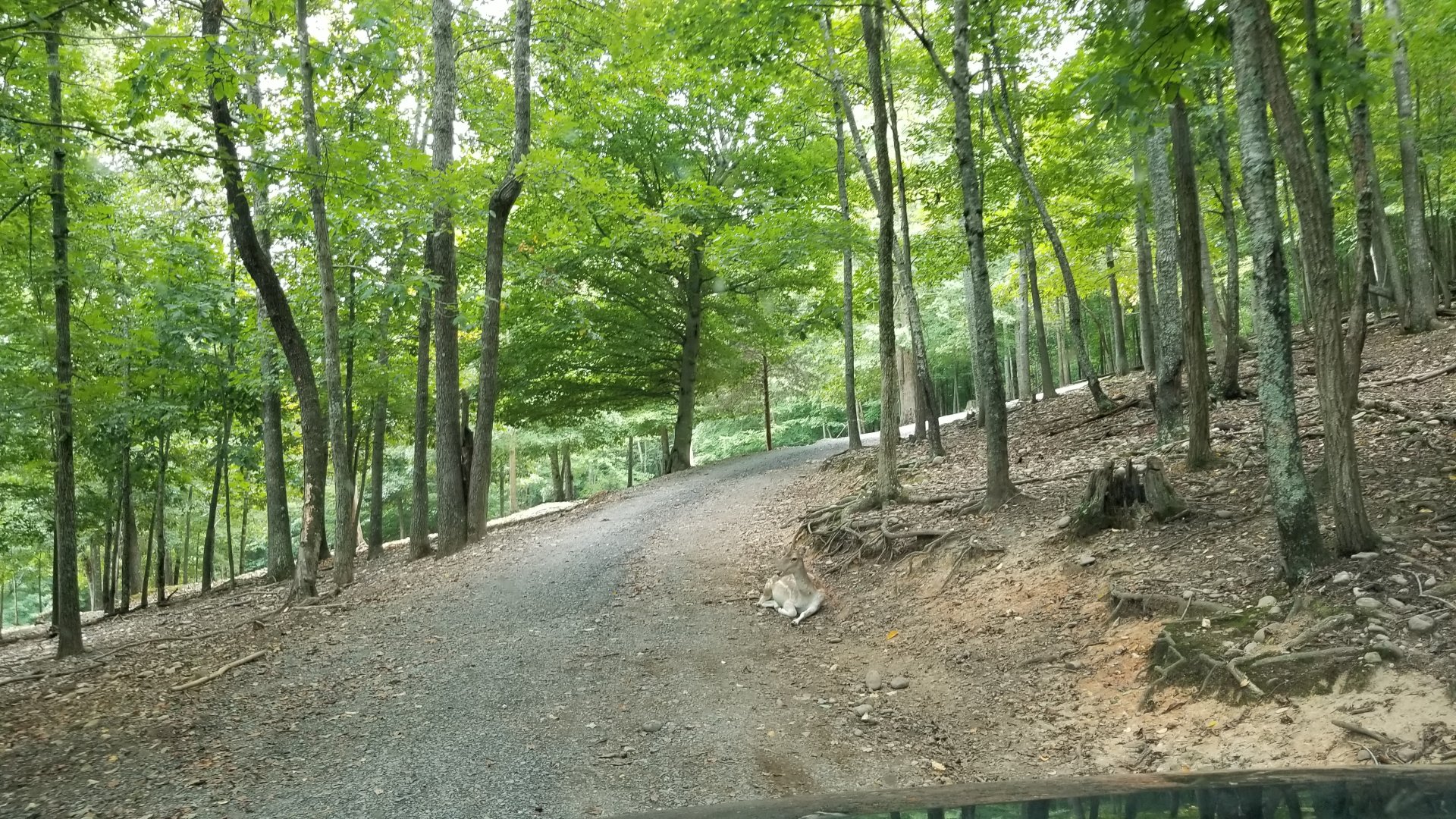 Briarwood Ranch SP - Fallow deer in road