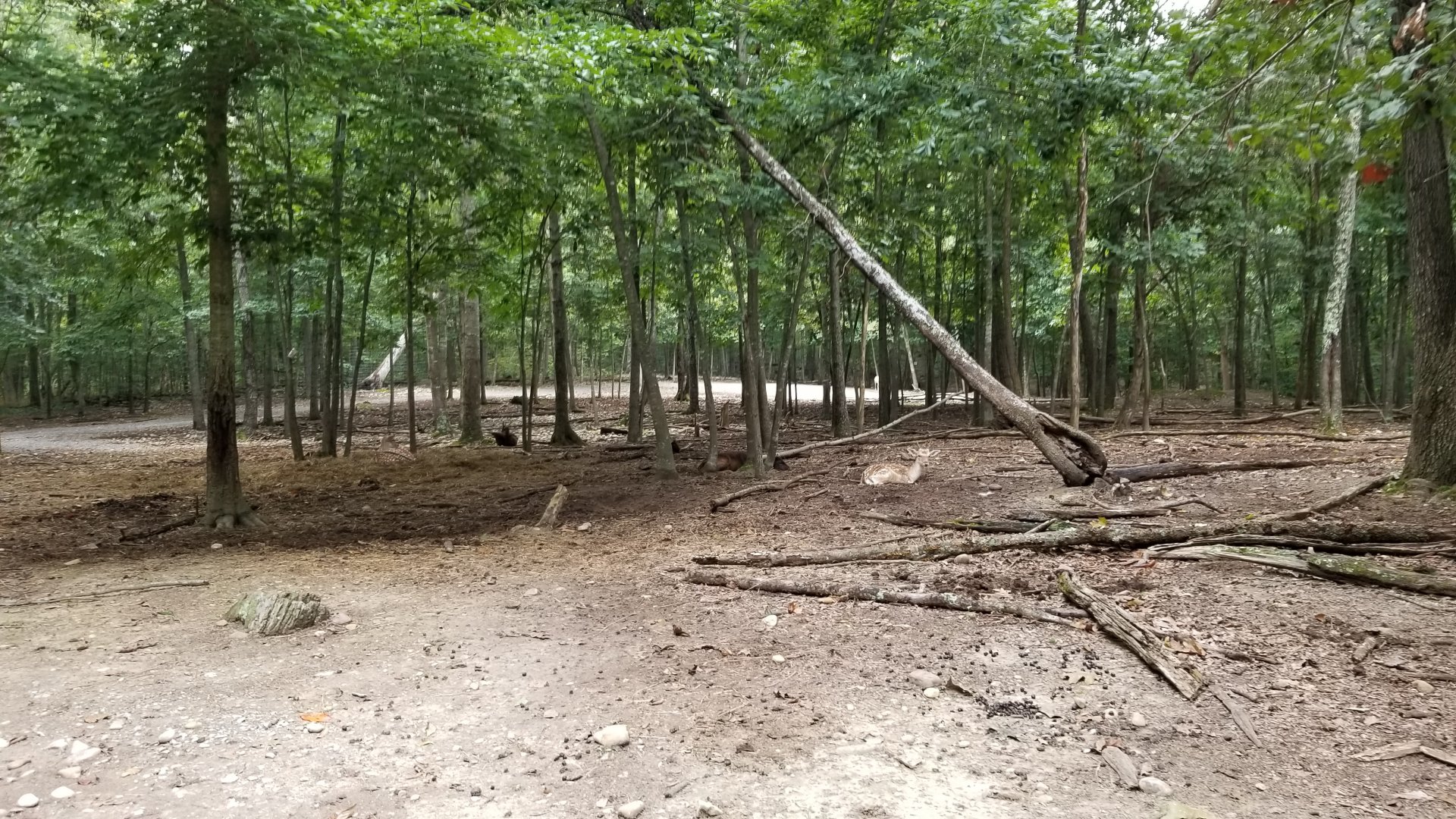 Briarwood Ranch SP - Fallow deer