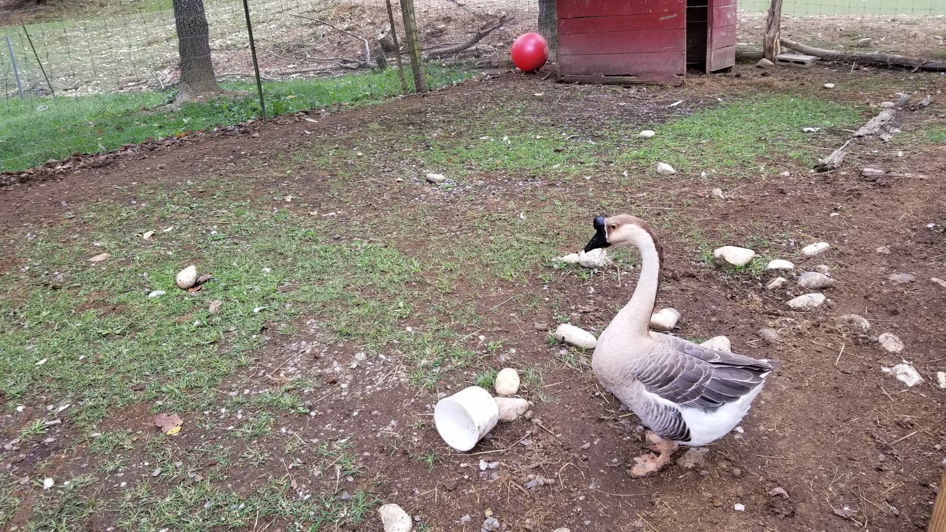 Briarwood Ranch SP - Goose