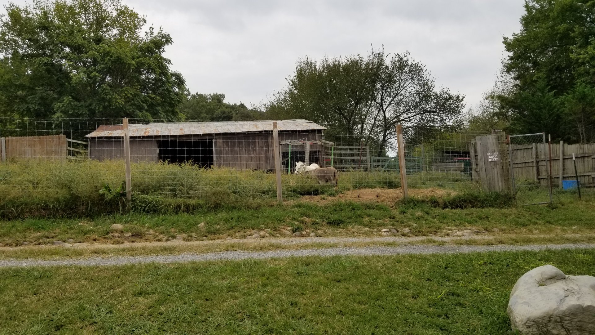 Briarwood Ranch SP - Horse, donkey