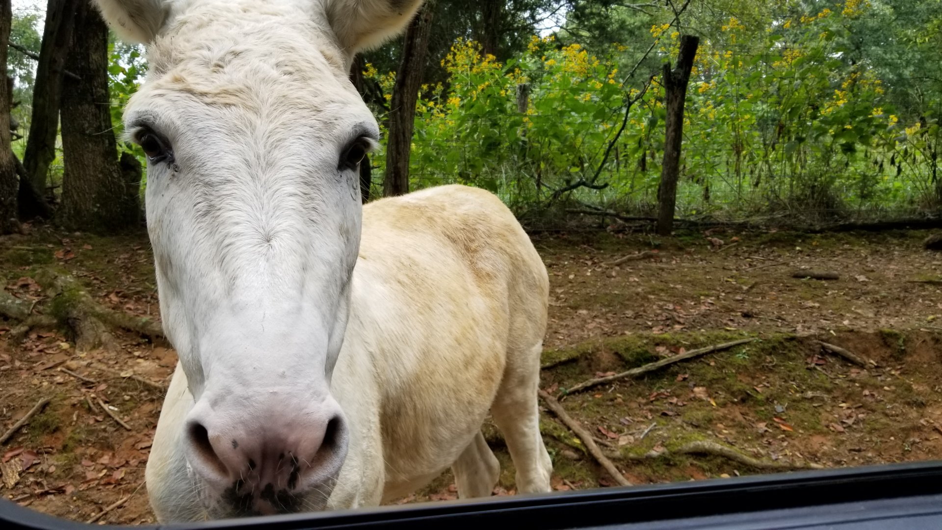 Briarwood Ranch SP - Horse