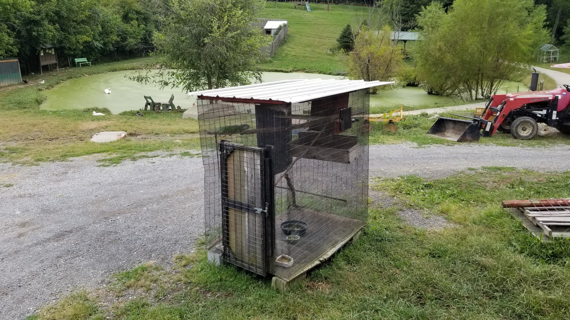 Briarwood Ranch SP - Iguana, unknown species