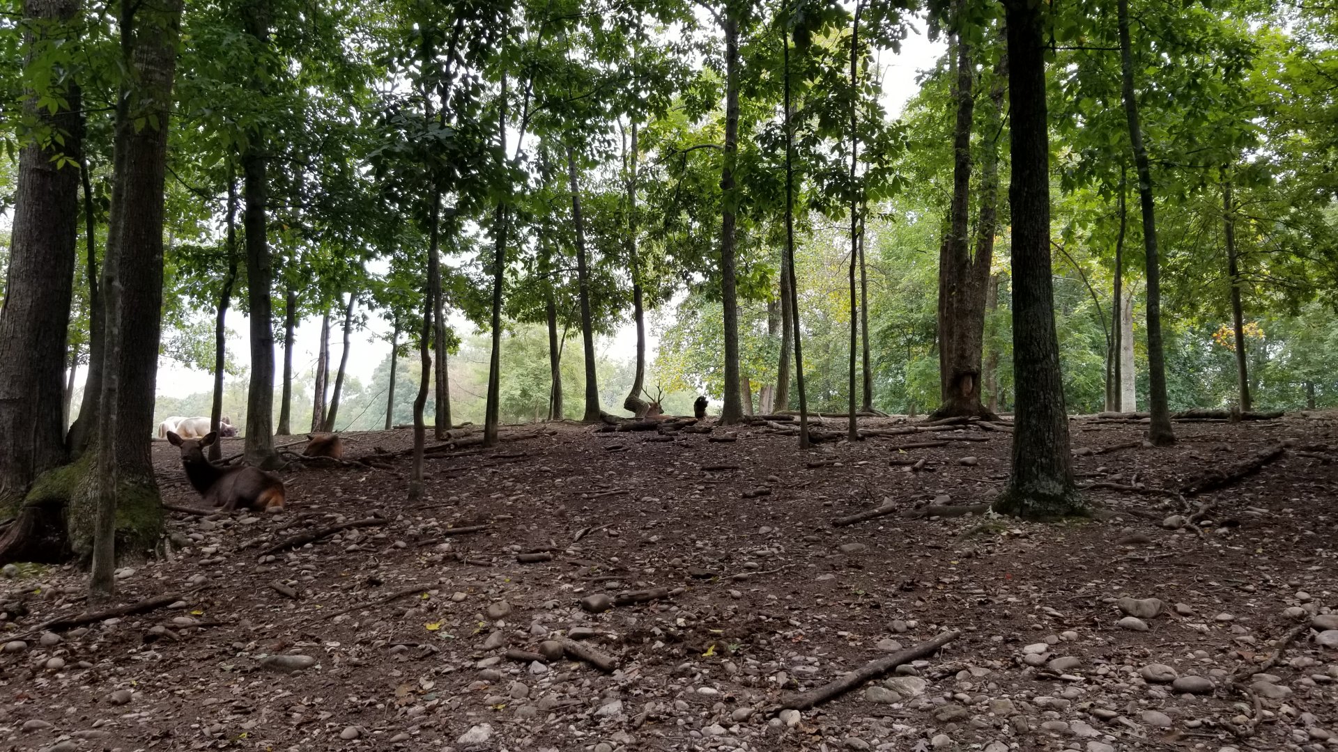 Briarwood Ranch SP - Is that an Axis in the middle, with antlers?