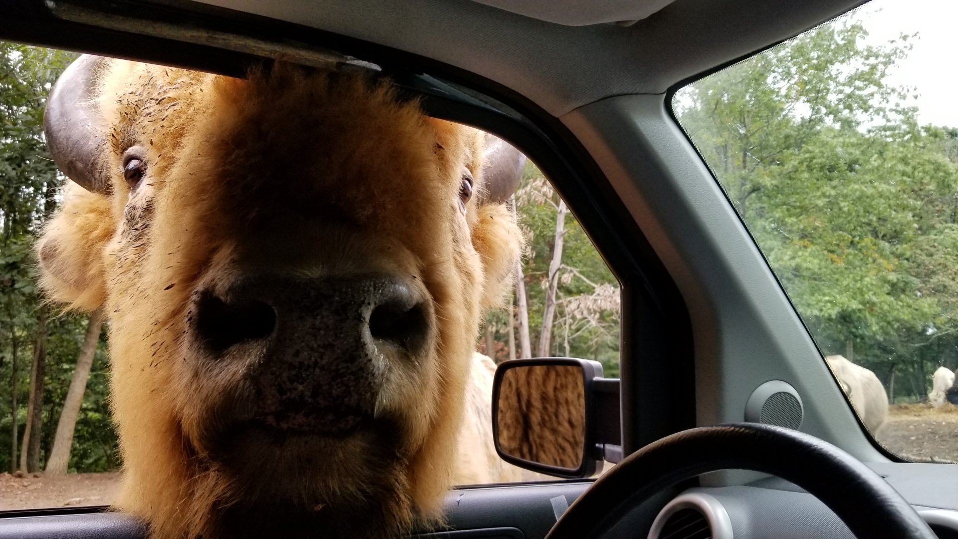 Briarwood Ranch SP - Largest bison