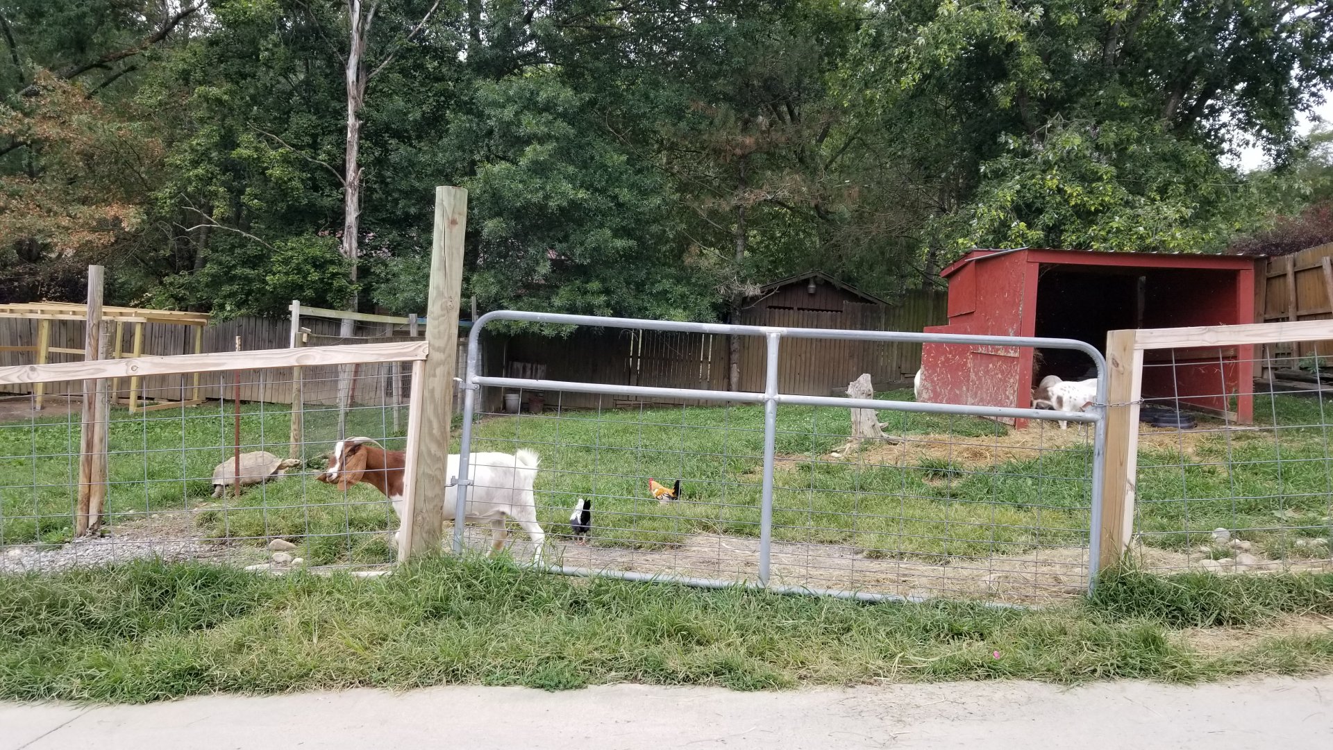 Briarwood Ranch SP - More goats, chickens, Sulcata tortoise