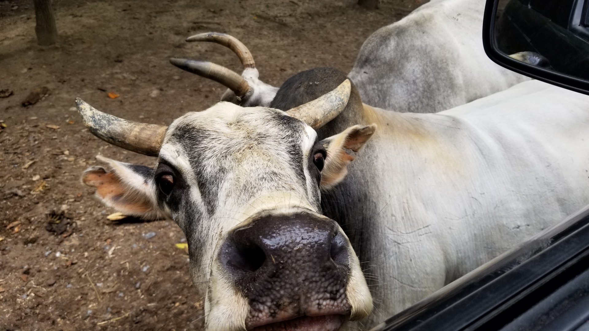 Briarwood Ranch SP - More zebu