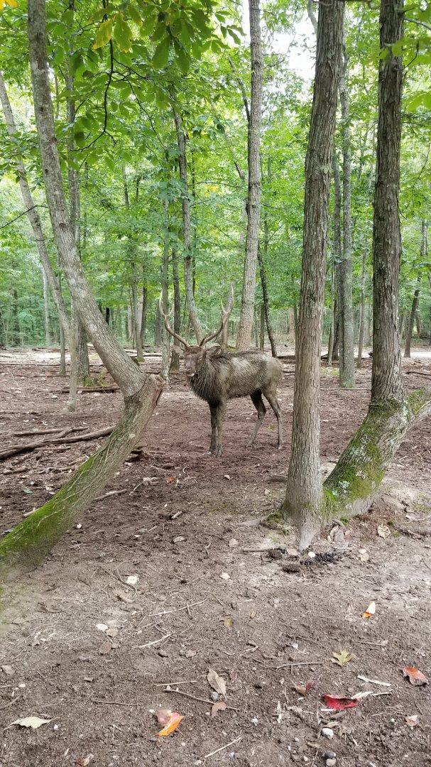 Briarwood Ranch SP - Muddy elk