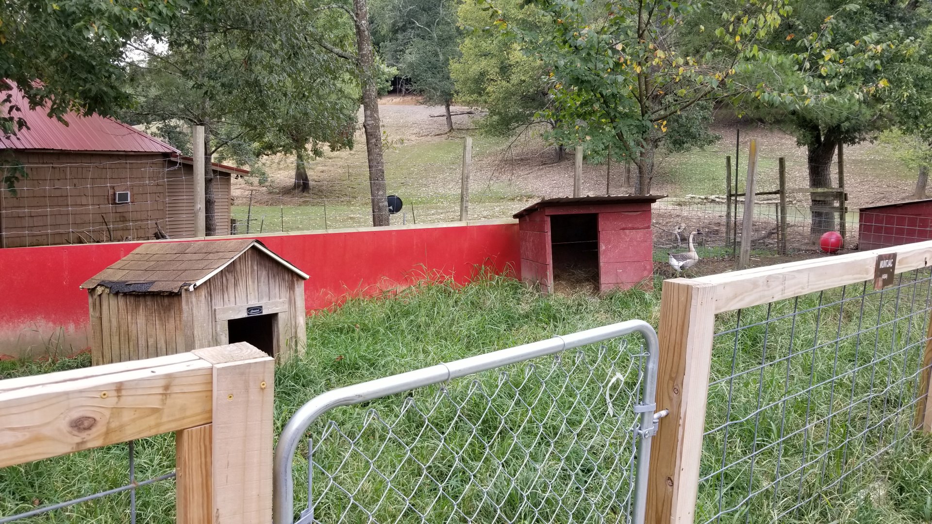 Briarwood Ranch SP - Muntjac yard