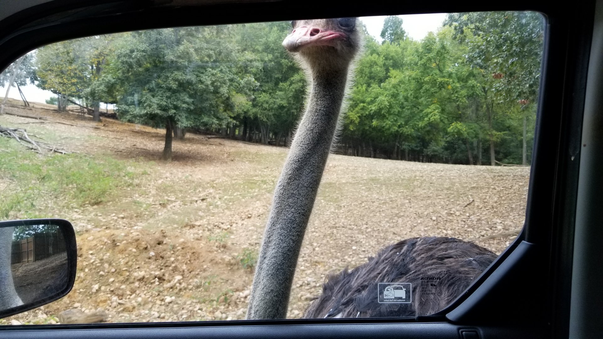 Briarwood Ranch SP - Ostrich