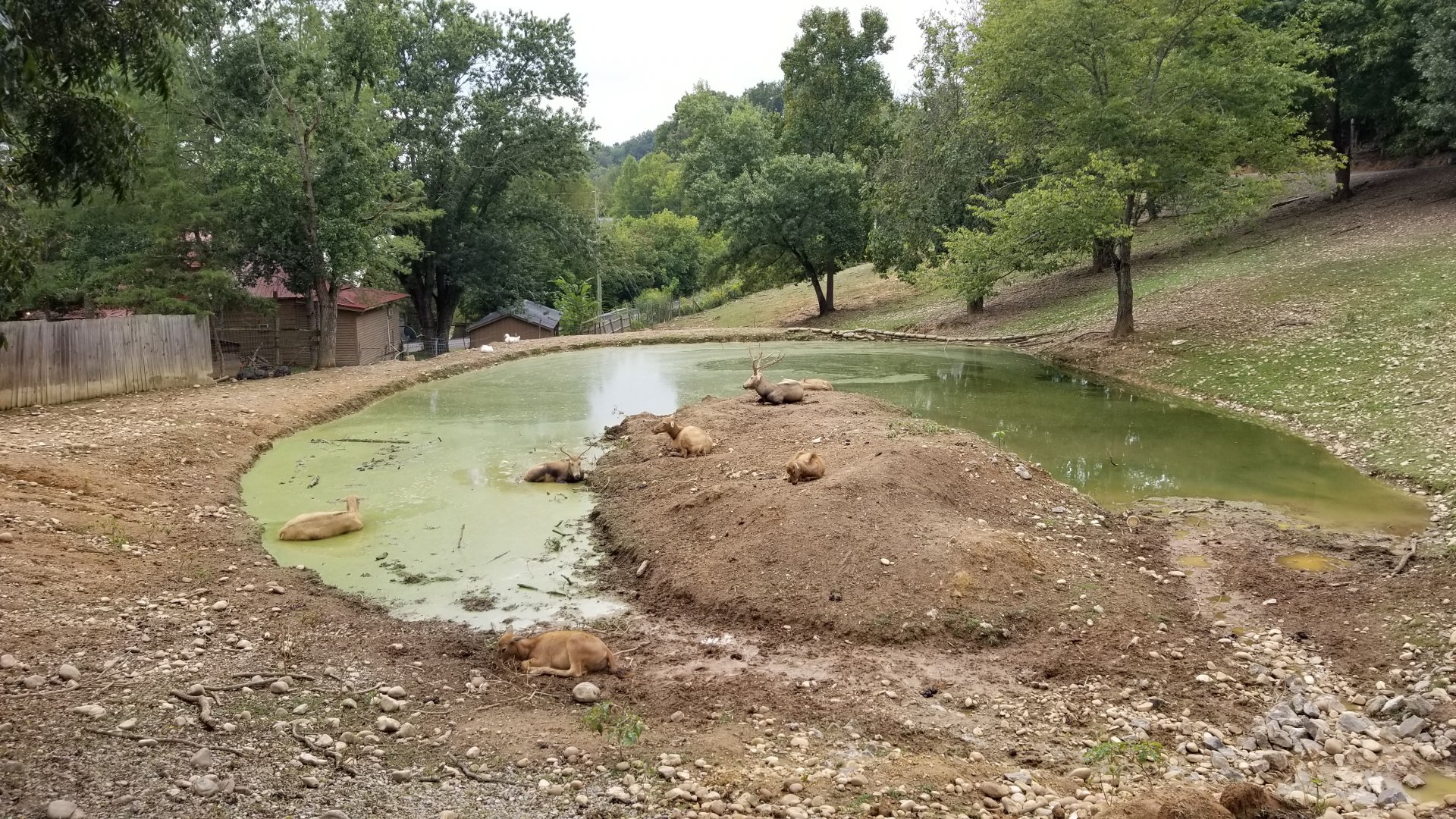 Briarwood Ranch SP - Pere David's Deer