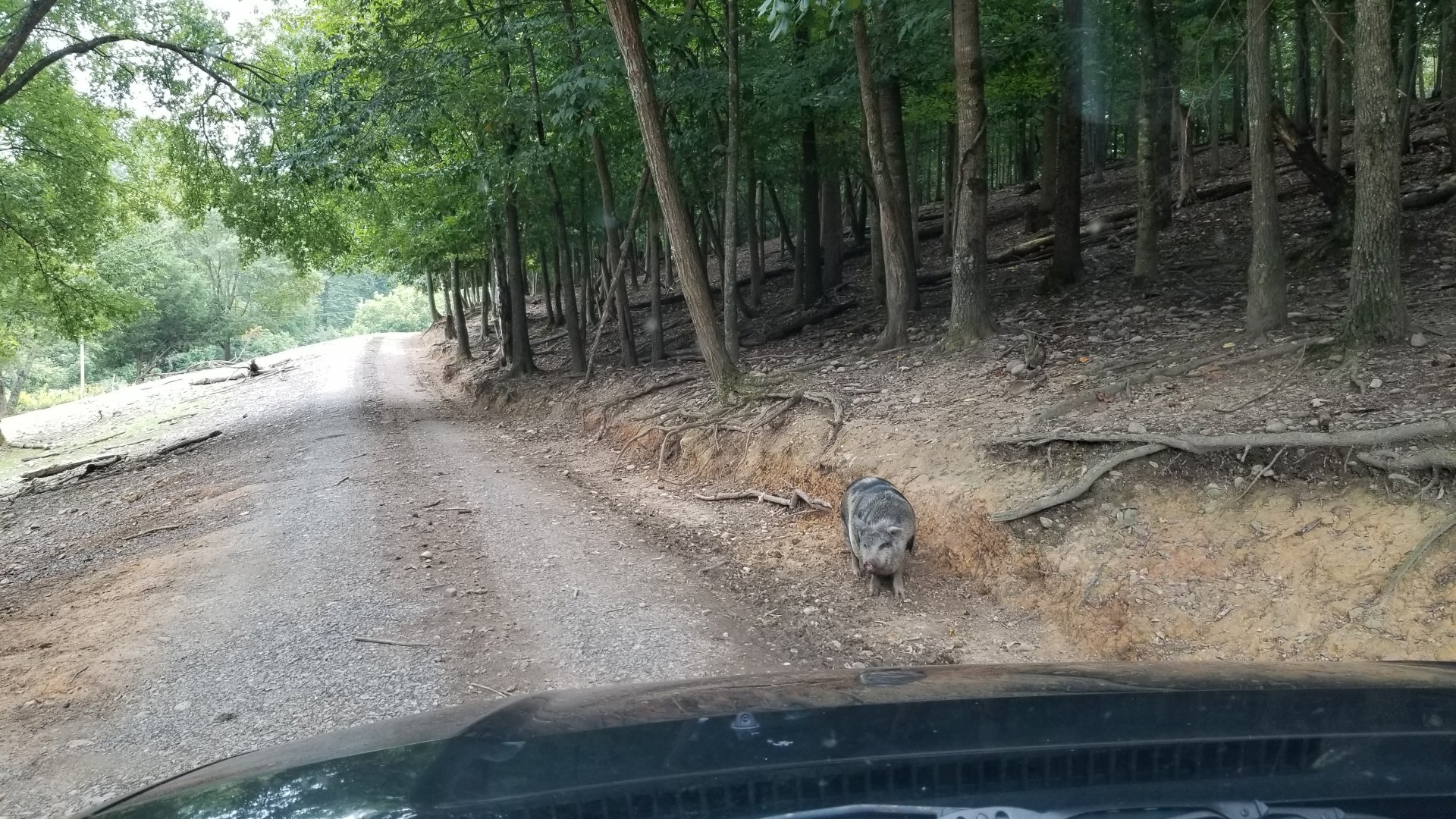 Briarwood Ranch SP - Pig